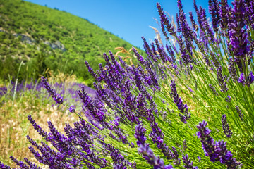 Fototapeta na wymiar Purple lavender field in Provence France