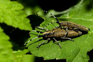 Agapanthia villoso-viridescens / Saperde à pilosité verdâtre