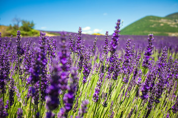 Purple lavender field in Provence France