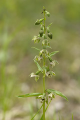 Epipactis distans / Epipactis helleborine subsp. orbicularis