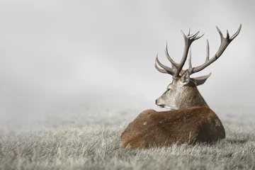 Gardinen Hirsch im Nebel © Markela