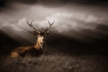 Acrylic prints Deer Deer Bathed in Sun rays