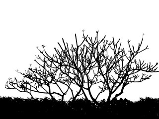 Silhouette tree and leaf isolated on white background. summer landscape.