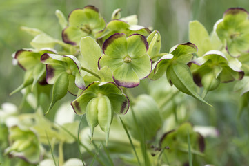 Helleborus foetidus / Ellébore fétide