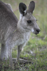 Macropus giganteus /  Kangourou gris oriental