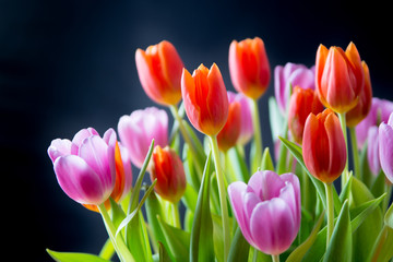 Tulips. Beautiful bouquet of colorful spring tulips.