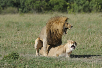 Fototapeta na wymiar Panthera leo / Lion / Lionne