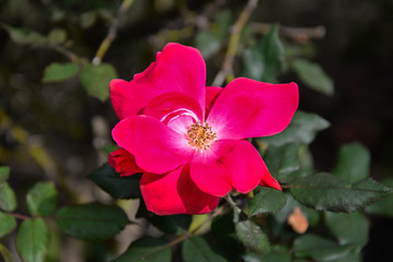 Red Flower