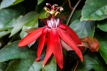 Red Flower