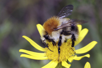 Bombus agrorum / Bourdon des champs
