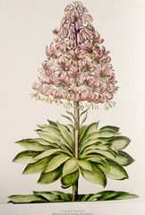 Illustration botanique / Lilium martagon / Lis martagon