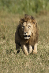 Panthera leo / Lion