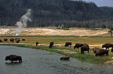 Yellowstone / Bison d'Amérique