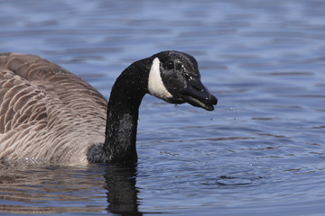 Branta canadensis / Bernache du Canada