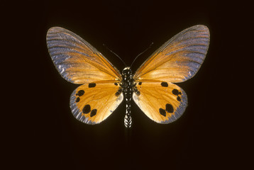 Acraea dammii