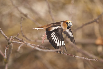 Coccothraustes coccothraustes / Grosbec casse noyaux