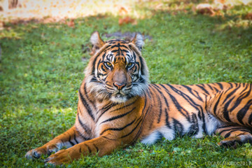 Fototapeta na wymiar Tigress