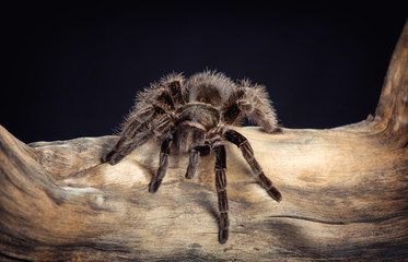 Big spider  is crawling on a snag on a black background © karmad