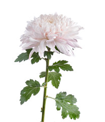 chrysanthemums on white background