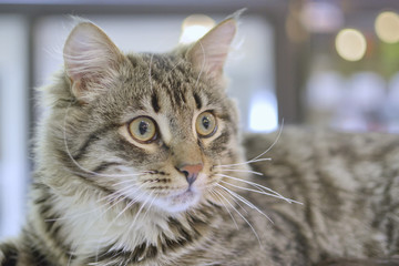 The cat lies and looks.