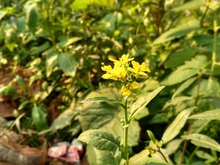 Obraz premium yellow delight