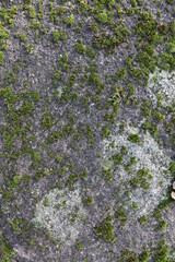 texture di un muro di sassi colorati con muschio verde
