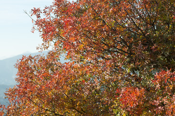 Pistacia terebinthus / Pistachier térébinthe / Pudis / Répélin