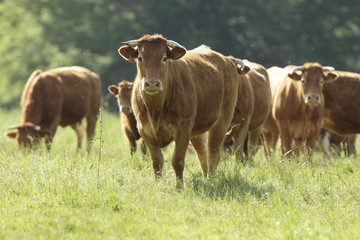 Vaches limousines