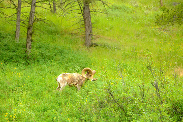 yellowstone national park
