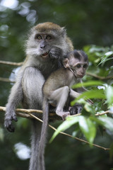 Naklejka na ściany i meble Macaca fascicularis / Macaque à longue queue