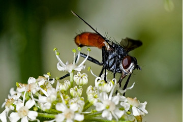 Cylindromyia brassicaria