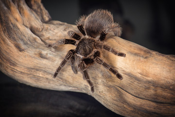 Big spider  is crawling on a snag on a black background