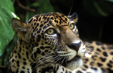 Fototapeta na wymiar Panthera onca / Jaguar