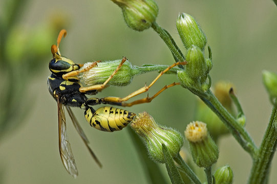 Polistes Nimpha / Poliste