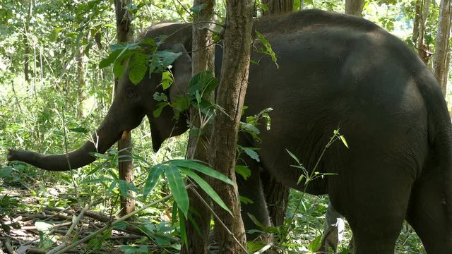 young elephant eating grass and plant in forest