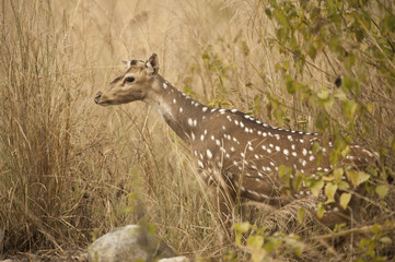 Axis axis / Cerf axis / Chital