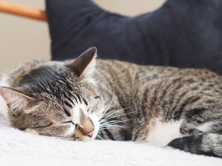 昼寝する猫