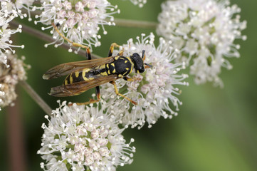 Polistes gallicus / Poliste gaulois