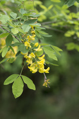 Laburnum alpinum / Cytise des Alpes
