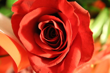 dettaglio di una rosa rossa