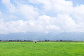 Green rice field with mountain view and blue sky and white clouds.