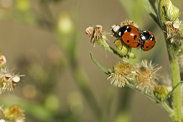 Coccinella septempunctata / Coccinelle à sept points