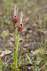 Serapias lingua / Sérapias à languette
