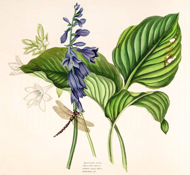 Illustration botanique / Hosta plantaginea / Hosta