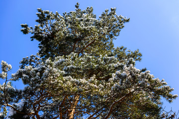 Snowy pine tree branches over blue sky
