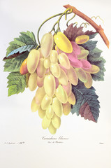 Vitis vinifera / Vigne / Raisin 'Cornichons blancs'