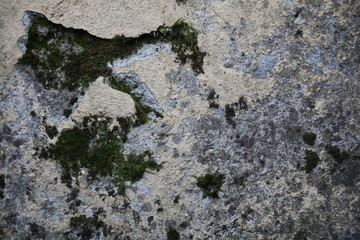 texture di un muro di cemento con muschio