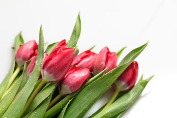 Naklejka premium Red tulips on white background
