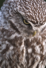 Athene noctua / Chouette chevêche
