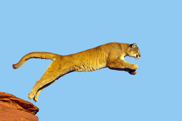 Puma concolor / Puma / Cougar - obrazy, fototapety, plakaty